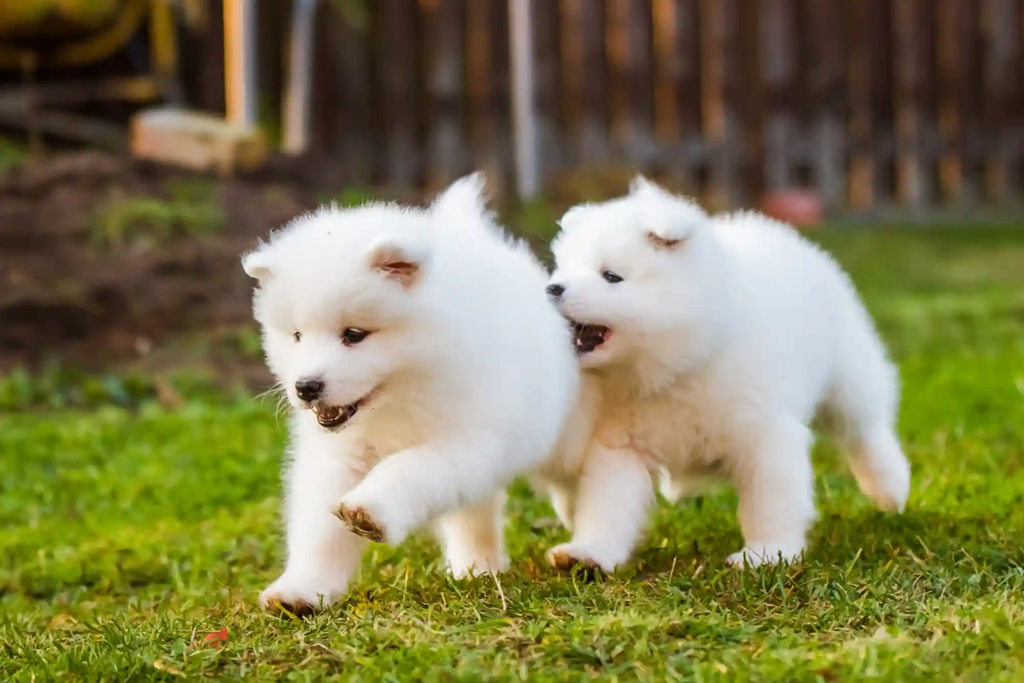 How to Introduce Two Adult Dogs on Neutral Territory Without Fighting