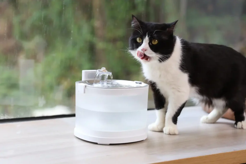 Best Stainless Steel Cat Water Fountains to Prevent Feline Chin Acne and Dehydration Best Stainless Steel Cat Water Fountains to Prevent Feline Chin Acne and Dehydration