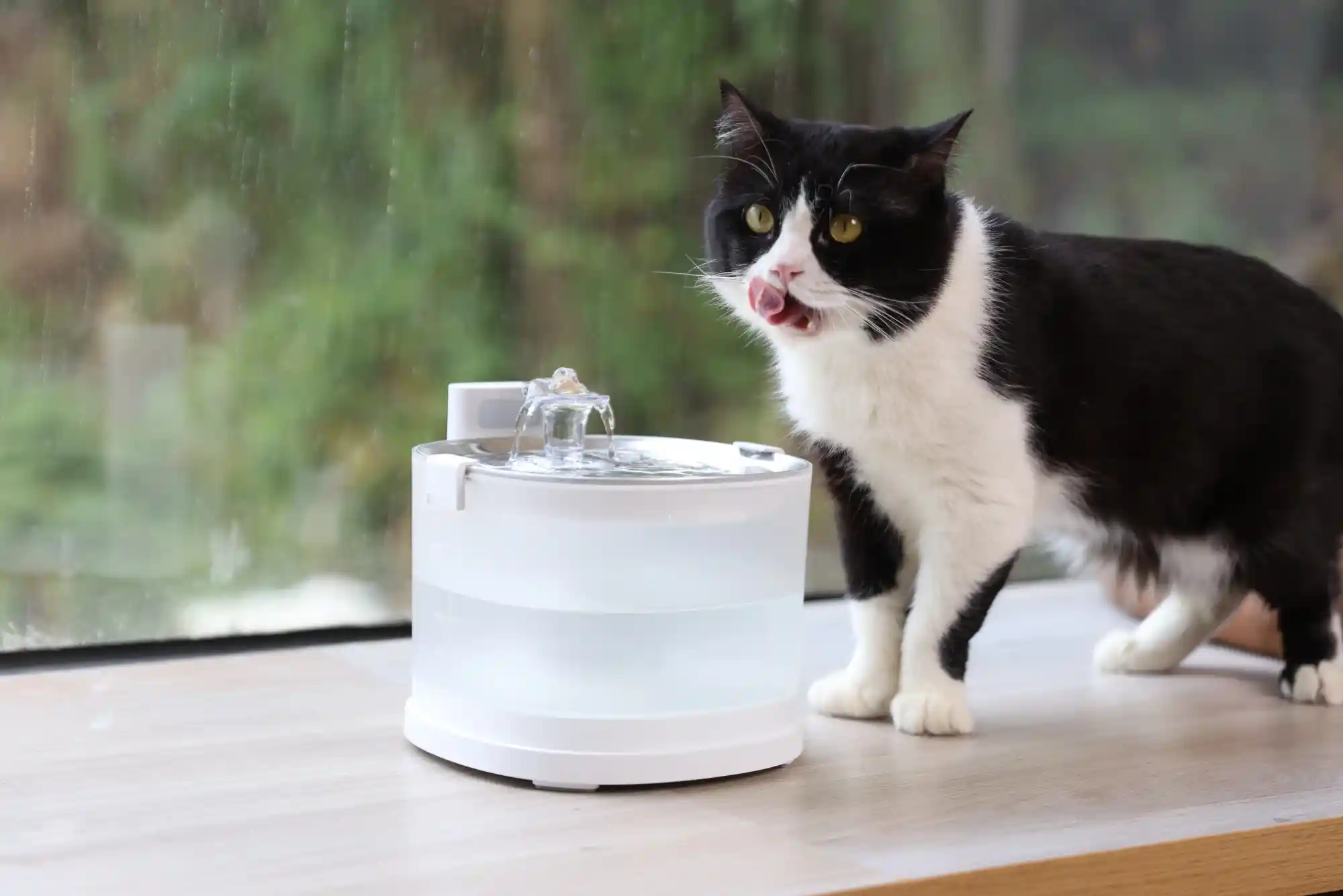 Best Stainless Steel Cat Water Fountains to Prevent Feline Chin Acne and Dehydration