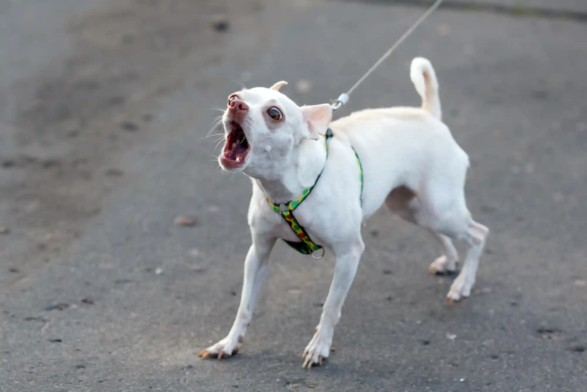 How to Stop a Dog from Barking at Other Dogs on Leash: Reactivity Protocol