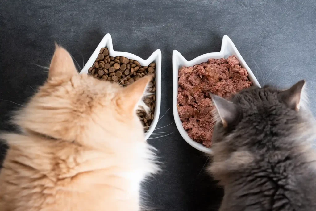 How to Switch Cat Food from Dry Kibble to Wet Food Without Upset Stomach How to Switch Cat Food from Dry Kibble to Wet Food Without Upset Stomach