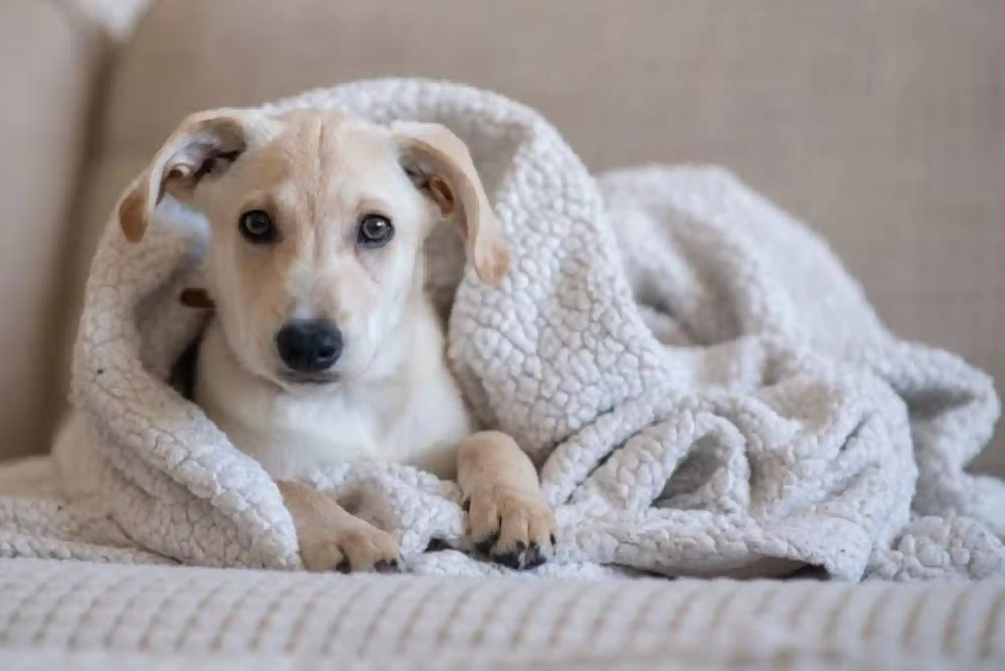Signs of Hypothermia and Frostbite in Dogs: Cold Weather Safety Temperature Limits
